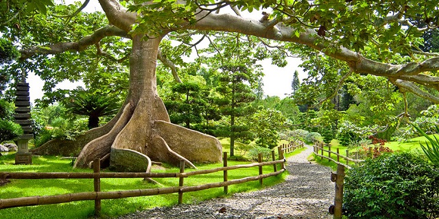jardin-botanique-saint-domingue