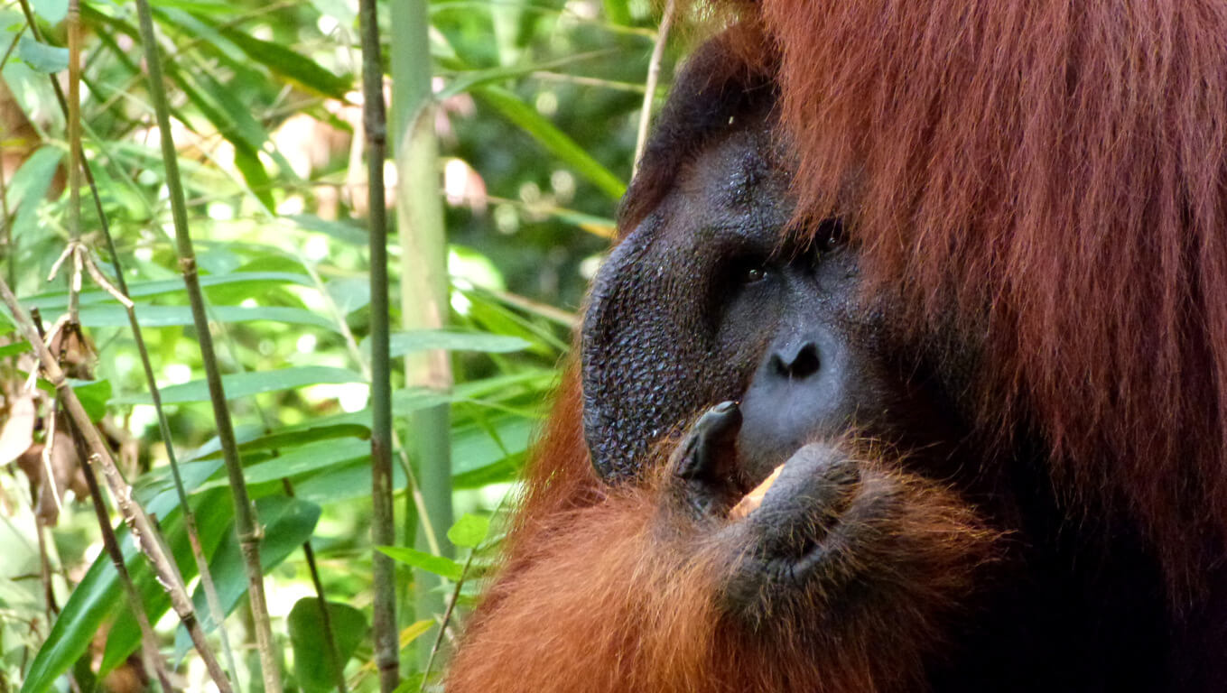 congo rencontre avec les gorilles