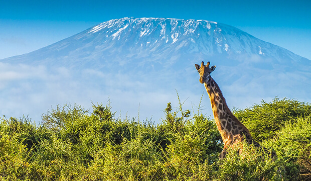 kilimandjaro